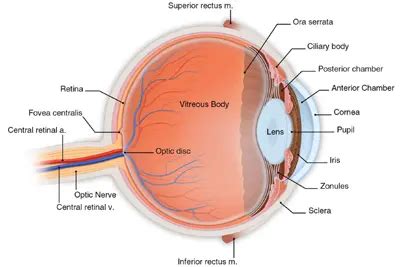 Fovea - American Academy of Ophthalmology