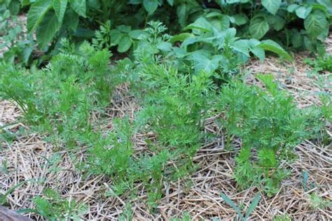 Growing Carrots In A Raised Bed - Step By Step • New Life On A Homestead