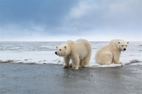 polar-bear-photo-tour-alaska | Hugh Rose Photography