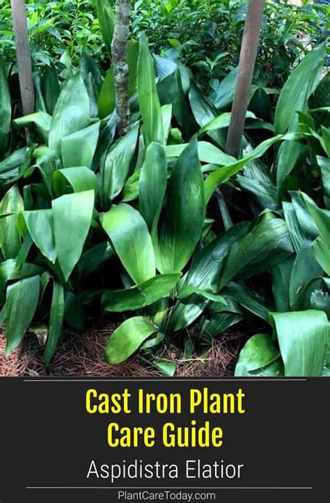 Easy cast iron plant care and propagation – Artofit