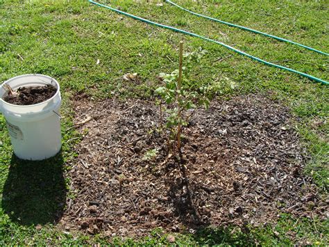 Raspberry help needed with newly planted raspberry canes (plants forum ...