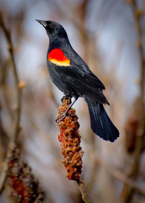 Red-Winged Black-Bird " blackbird singing in the middle of the night..... | Birds, Black bird ...