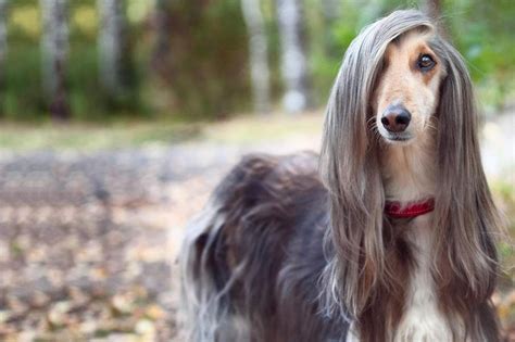 The Guide For Growing Your Hair Really, REALLY Long | Long haired dogs ...