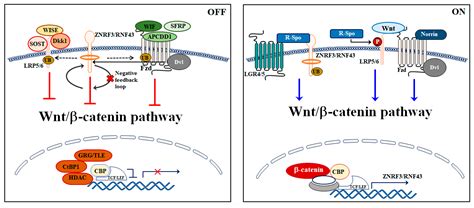 IJMS | Free Full-Text | The Role Played by Wnt/β-Catenin Signaling Pathway in Acute ...