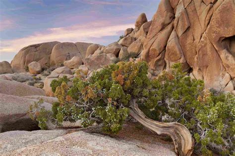 12 Types of Juniper in Native and Landscaped Habitats