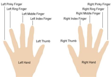 How To Finger A Woman Diagram – Telegraph