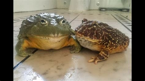 African Bullfrog vs. Pacman Frog Feeding - YouTube