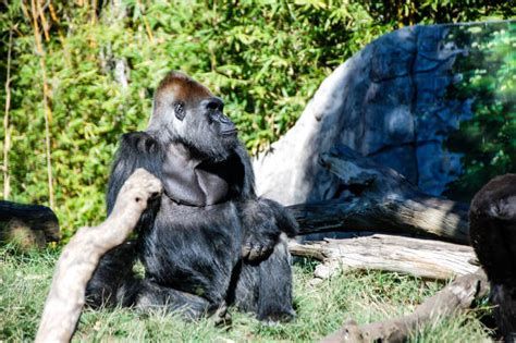 360+ Silverback Gorilla Gorilla Strength Leadership Stock Photos ...