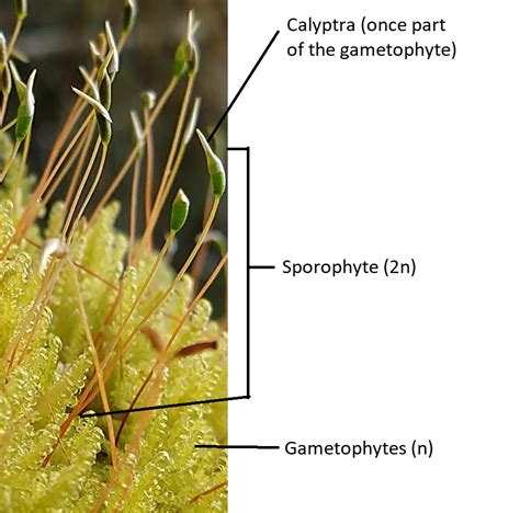 5.3: Mosses - Biology LibreTexts