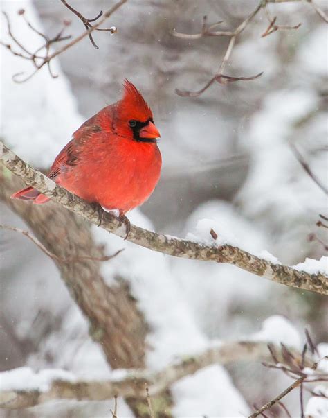 Male Cardinal On Snowy Branch Photograph by Rob Travis