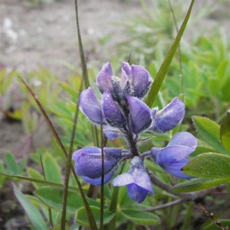 Arctic Lupine - ITEX-AON understanding tundra ecosystem change - Grand Valley State University