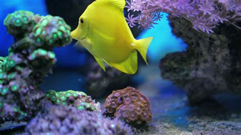 Colorful Tropical Aquarium Fish Swimming In Stock Footage SBV-331149416 - Storyblocks