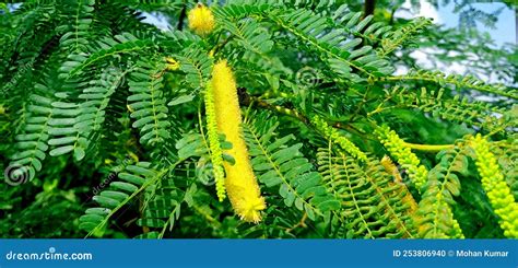 Bilayati Kikar Prosopis Alba Tree Flowers Leaves Stock Photo - Image of bolivia, leaf: 253806940