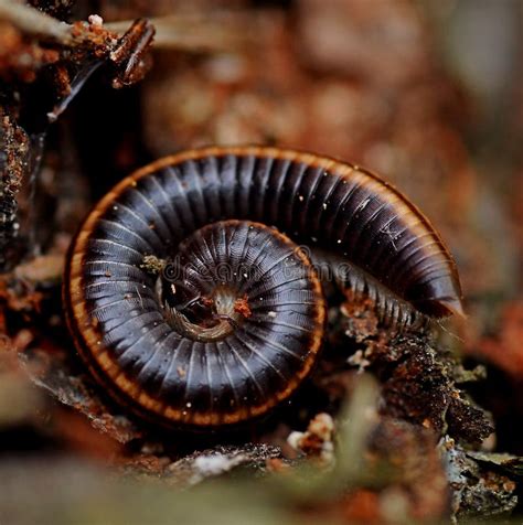 Millipede stock image. Image of moisture, wildlife, millipede - 46941793