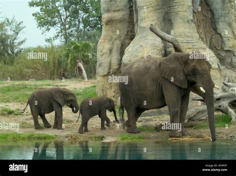 an elephant drinking water Stock Photo - Alamy