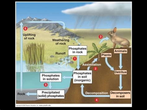 Ecosystem Dynamics