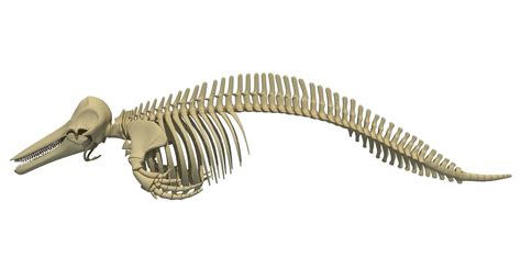 Realistic Dolphin Skeleton 3D model | CGTrader