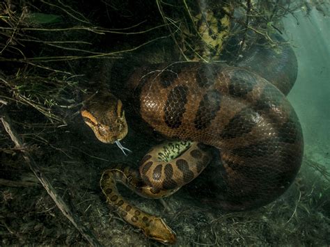 Anaconda Attacks On Humans