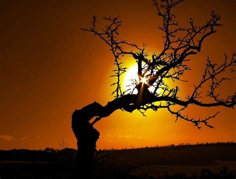 Very Crooked Tree On Sunset, sunset, tree, nature, crooked, HD ...