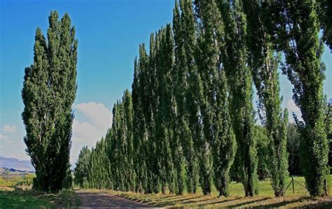 20 Best Trees For Survival (Everyone Needs To Know) | Defiel