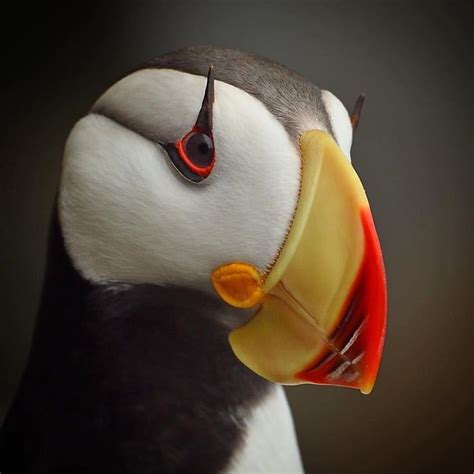 Up close look at a Horned Puffin 🐦 Pretty Birds, Beautiful Birds ...