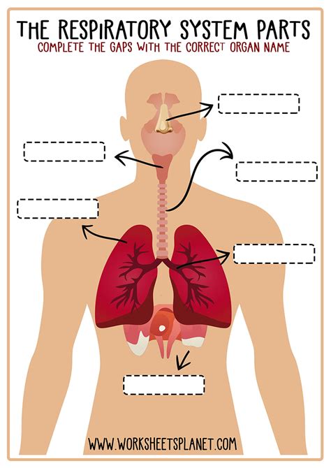 Respiratory System for Kids (Diagram + Theory + Vocabulary)