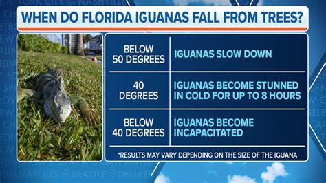 Overnight temperatures cold enough for falling iguanas in Florida | Fox ...