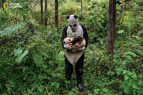 Preparing Pandas in Captivity for Their New Life in the Wild - InsideHook