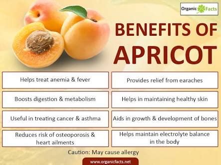 Health Benefits of Apricot — Steemit