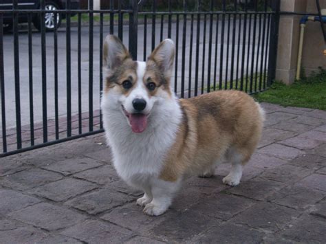 10 Best Corgi Dog Names