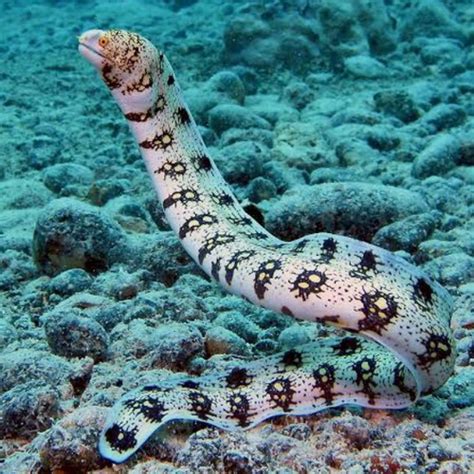 Jual Snowflake Eel Moray Belut Laut Fresh Water Air Tawar (Bukan Tiger Eel) - Kota Bekasi ...