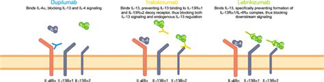 Mechanism of dupilumab, tralokinumab, and lebrikizumab. IL: interleukin. | Download Scientific ...