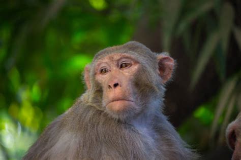 1,200+ Funny Looking Baboon Pics Stock Photos, Pictures & Royalty-Free ...