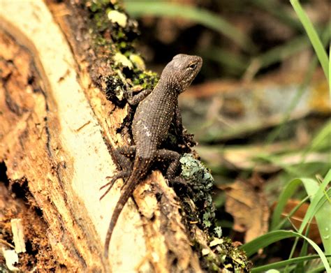 Brown Anole Lizard Free Stock Photo - Public Domain Pictures