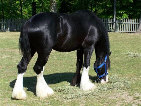 Clydesdale Horse Breed Information, History, Videos, Pictures