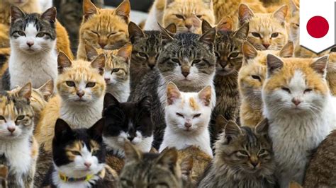 Cat Island: Feral cats overrun Japan's Aoshima Island, outnumbering humans 6-to-1 - YouTube