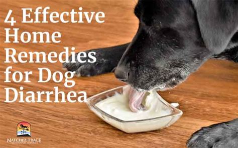 4 Effective Home Remedies for Dog Diarrhea - Marc Smith DVM