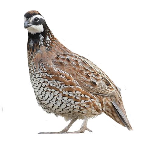 Northern Bobwhite Quail Eggs | Strombergs Chicks & Game Birds