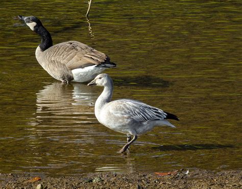 On the Subject of Nature: Snow Goose in the Athens!