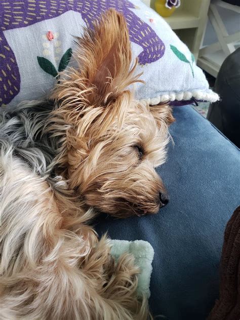 Sleeping Yorkie on the Couch Stock Photo - Image of puppy, sleeping ...