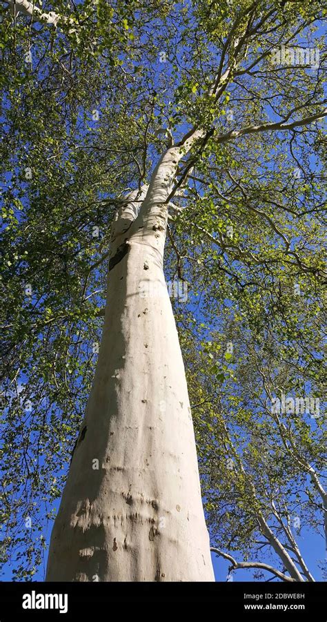 Historic tree of Tauberbischofsheim as a background Stock Photo - Alamy