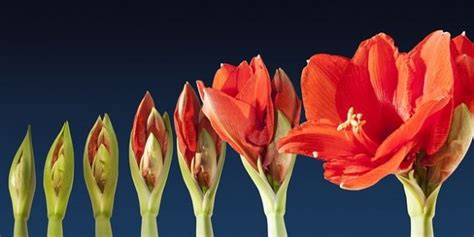 Grow lapse amaryllis time sequence blossom flower Photo | Free Download