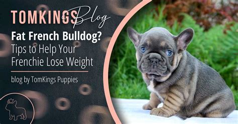 Fat French Bulldog? Tips to Help Your Frenchie Lose Weight - TomKings ...