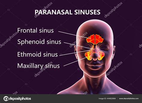 Paranasal Sinuses Location Nasal Cavity Structure Anatomy Outline ...