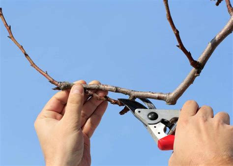 How to prune an apricot tree ️ Techniques for a healthier yi