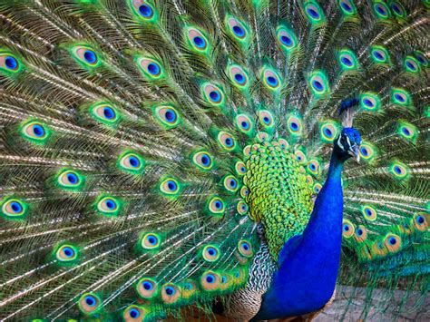 Peacock Spirit Animal - Spirit Animal Info