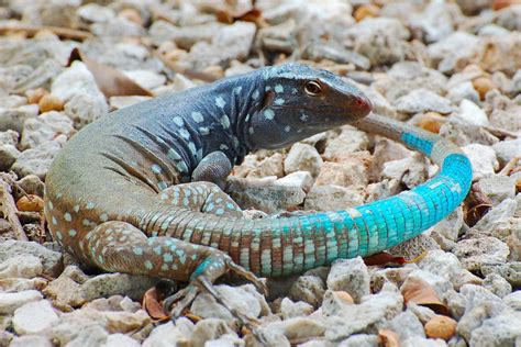 Blue tailed lizard (Cnemidophorus murinus) | Flickr - Photo Sharing!