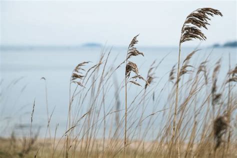 Australian Coastal Plants: From Beach to Backyard | Ultimate Backyard