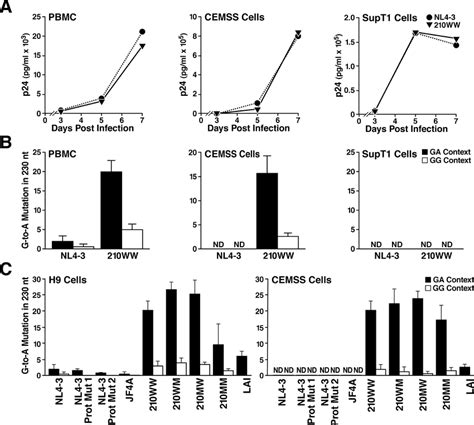 G-to-A Mutation of Wild-Type Virus in PBMC and Different Cell Lines (A)... | Download Scientific ...