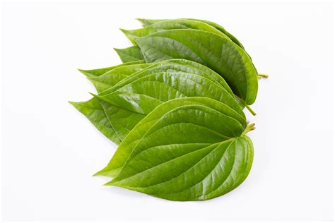 Betel Leaf Oil | Plant Lipids (P) Ltd. | Ingredients Network